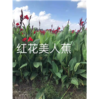 红花美人蕉
