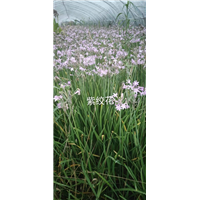 紫娇花