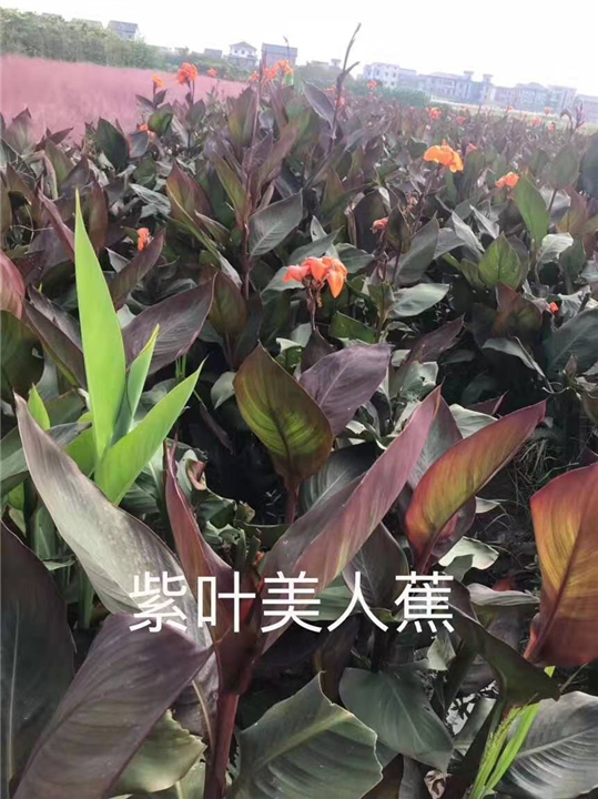 紫叶美人蕉
