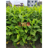 三白草