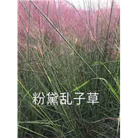 粉黛乱子草