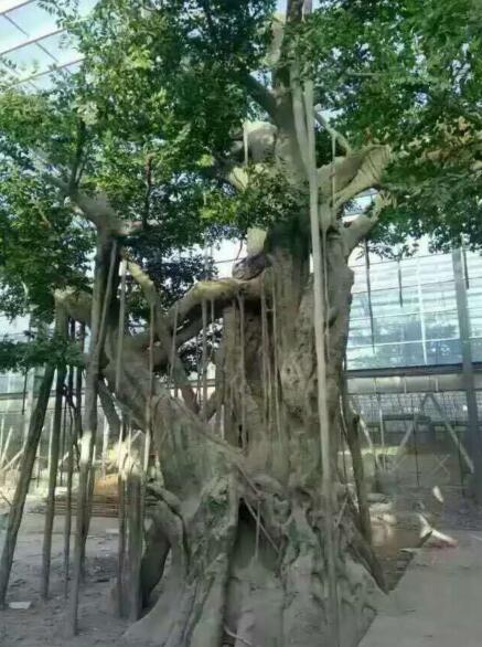 淮南假山假树h潘集假山假树h凤台假山假树 