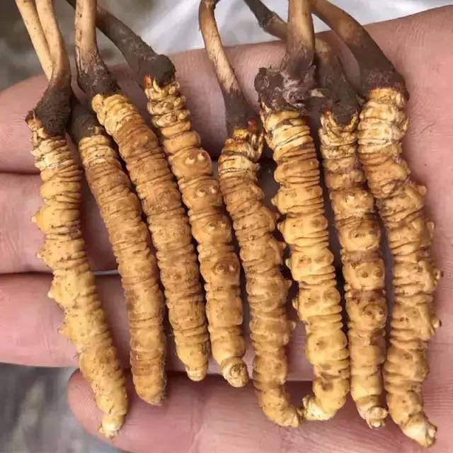 遂宁虫草回收