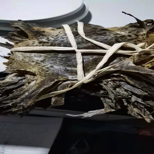 济宁蟾蜍引种在哪里
