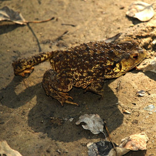 山东蟾蜍引种基地