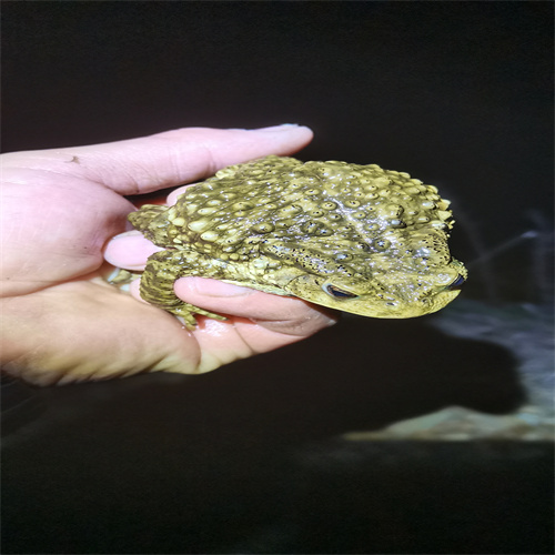 山东活蟾蜍价格