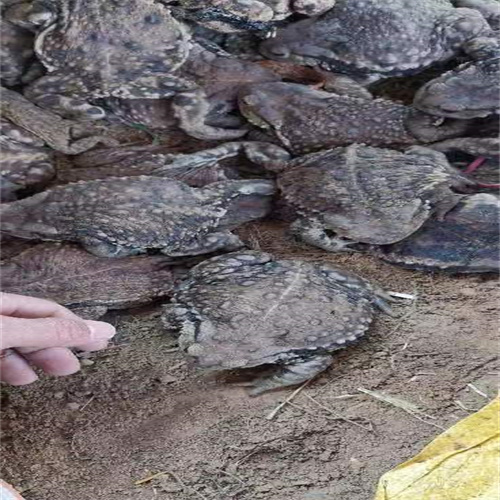干蟾治疗静脉炎