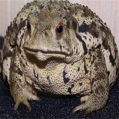 蟾蜍养殖