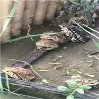 济宁蟾蜍种苗
