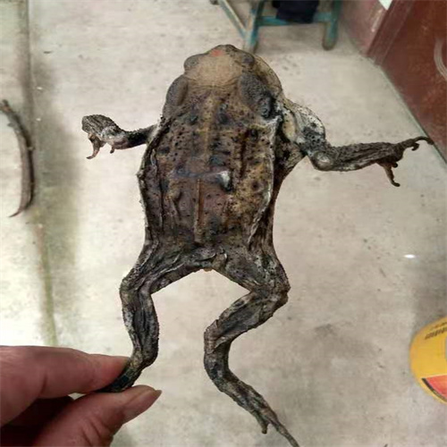 蟾皮
