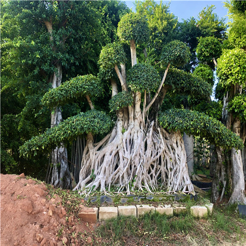 漳州矮桩榕树桩景