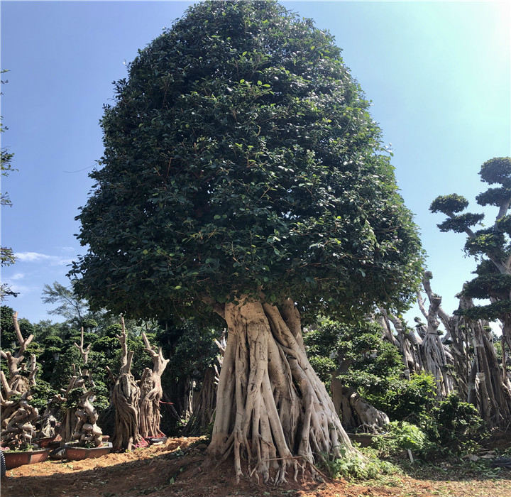 全冠小叶榕风景树