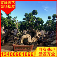 福建造型榕树盆景