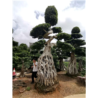 文绿园艺福建造型小叶榕桩头 