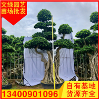福建小叶榕桩头