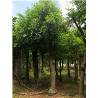 福建小叶榕 