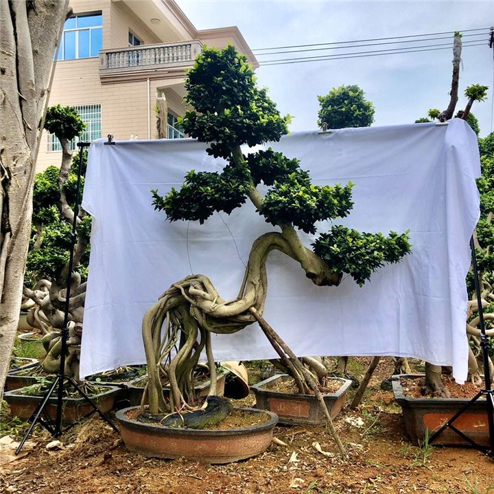 怪根造型小叶榕13400901096 