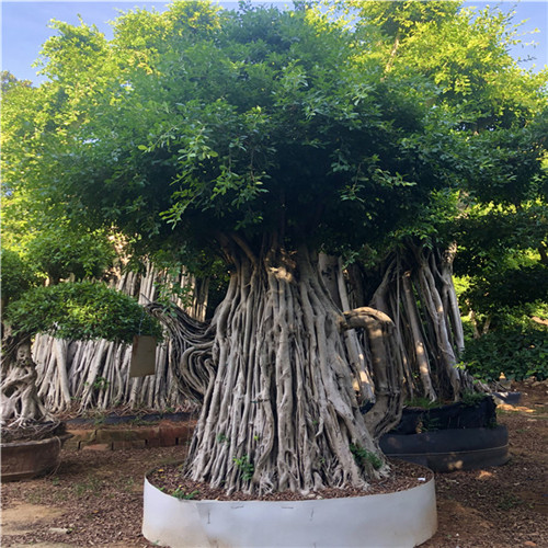 漳州矮桩榕树桩景