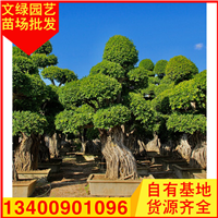 福建造型榕树盆景