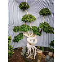 漳州沙西榕树盆景怪根小叶榕