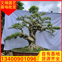 福建小叶榕桩头
