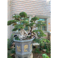 漳州造型榕树盆景文绿园艺规格