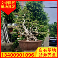 福建造型小叶榕桩头