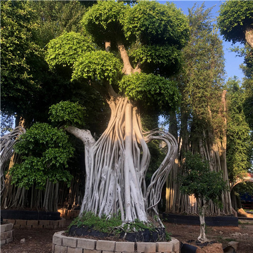 福建造型榕树桩景 