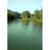 贵港野生土货鱼