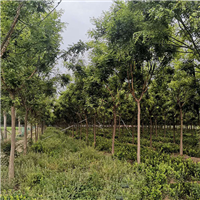 白蜡树