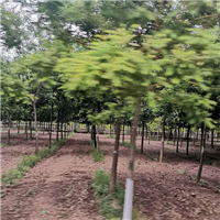 国槐