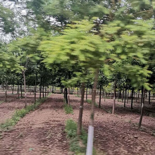 国槐 