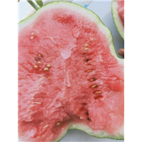 水果哪家好当选砀山水果代办