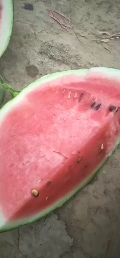 砀山西瓜代办