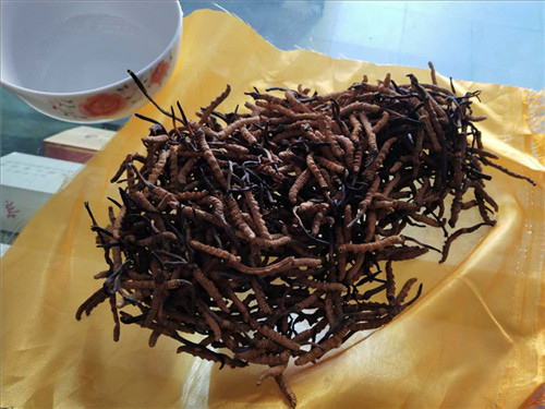 高价上门回收冬虫夏草