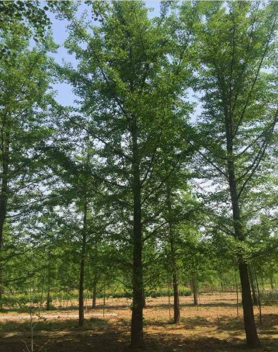 云南银杏树供应 
