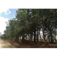 云南滇朴种植基地 