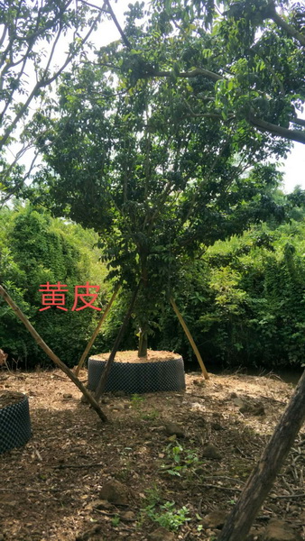 海口黄皮