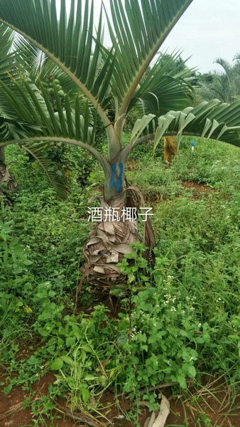 海口酒瓶椰子
