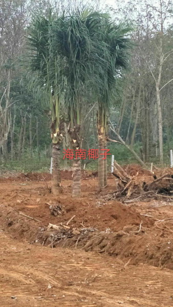 海南椰子批发