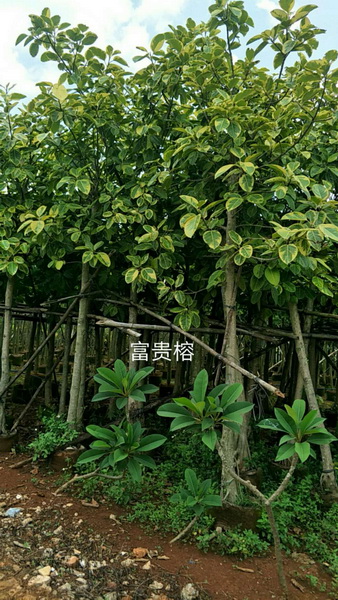 海口富贵榕