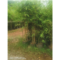 海南小清株树苗