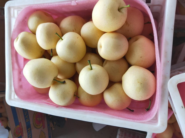 砀山梨批发