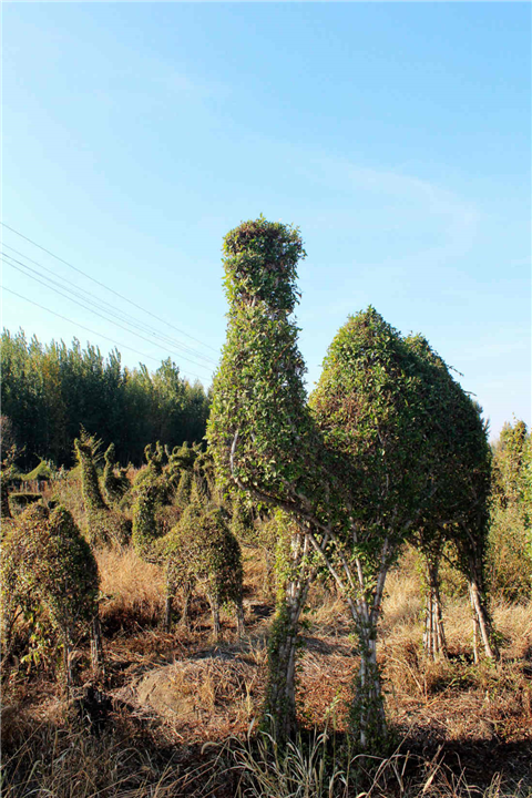 造型景观丨骆驼 