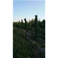 造型景观丨长颈鹿 