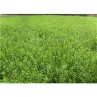 新疆原生态中草药丨黄芪 