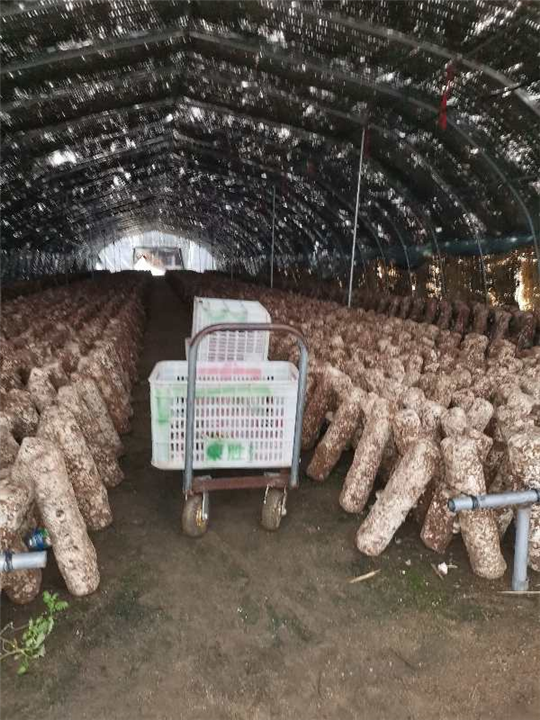 食用菌生产基地 