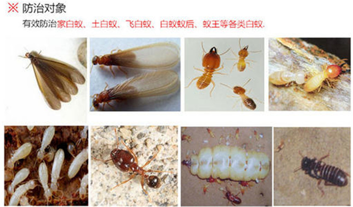 郴州宜章单位食堂灭鼠灭蟑螂哪家正规有效