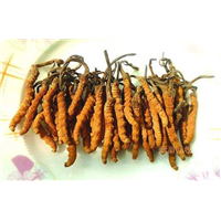 铜仁回收虫草