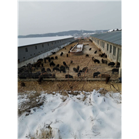 养殖基地 